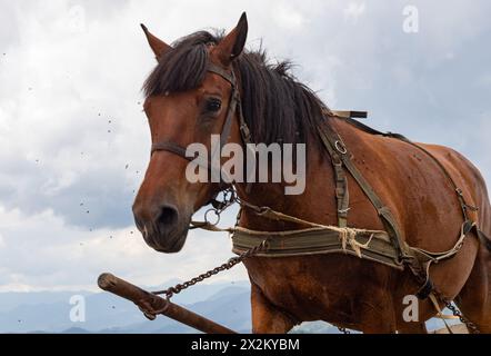 Carrozza a cavallo nelle montagne dei Carpazi. Ucraina. Foto Stock