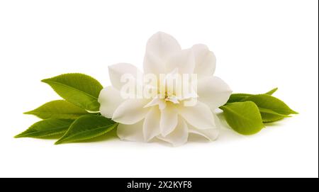 White camellia flower isolati su sfondo bianco Foto Stock
