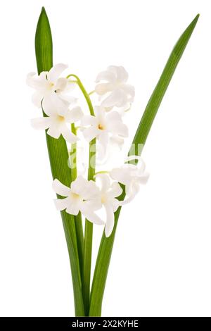Fiori di Giacinto bianchi isolati su sfondo bianco Foto Stock