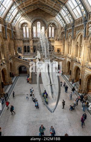 Londra. REGNO UNITO- 04.18.2024. Una vista interna ad alto angolo della sala principale del Museo di storia naturale che mostra lo scheletro di dinosauro sospeso e la folla di V. Foto Stock