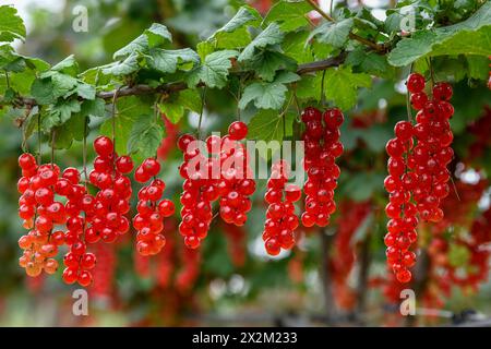 Botanica, ribes in un cespuglio, a Moesbach, Foresta Nera, Ortenau-Kreis, Baden-Wuerttemberg, GERMANIA, ULTERIORI-DIRITTI-AUTORIZZAZIONE-INFORMAZIONI-NON-DISPONIBILI Foto Stock
