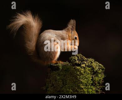 Uno scoiattolo rosso selvatico (Sciurus vulgaris) che si nutre, Cumbria Foto Stock