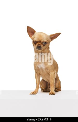 piccolo chihuahua dai capelli corti si siede su un tavolo bianco e si avvolge in movimento sullo sfondo bianco dello studio. Divertente museruola. Foto Stock