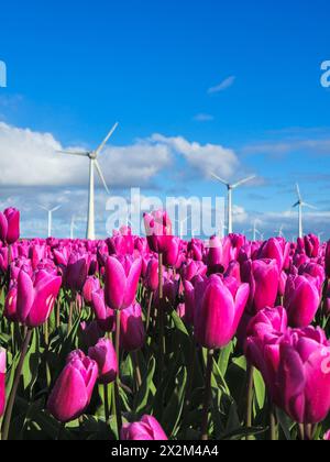 Un campo vibrante di tulipani viola danzano nella brezza, incorniciato da maestosi mulini a vento che girano graziosamente sullo sfondo. Nei Paesi Bassi di Noordoostpolder Foto Stock