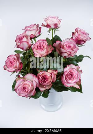 Rot-weiße Rosen in vaso KPM *** Rose rosse e bianche in vaso KPM Foto Stock