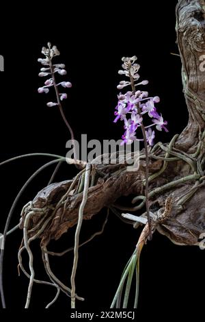 Vista ravvicinata delle specie di orchidee epifitiche tropicali in fiore seidenfadenia mitrata che crescono su legno isolato su sfondo nero Foto Stock