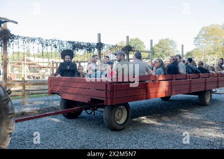 Durante Sukkos, quando è richiesto di divertirsi, un gruppo di ebrei osservanti va a fare un giro sul fieno alla West Maple Farm di Monsey, New York. Foto Stock