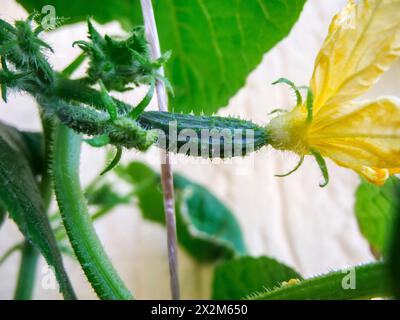 Vista ravvicinata di un cetriolo serpente con fiori gialli nella fase iniziale della crescita. Foto Stock