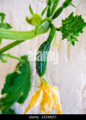 Vista ravvicinata di un cetriolo serpente con fiori gialli nella fase iniziale della crescita. Foto Stock