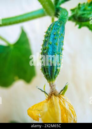 Vista ravvicinata di un cetriolo serpente con fiori gialli nella fase iniziale di crescita. Foto Stock