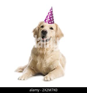 Cane carino con cappello da festa su sfondo bianco Foto Stock