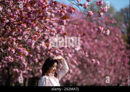 Edimburgo, Scozia, Regno Unito. 23 aprile 2024. Scene primaverili dai prati di Edimburgo mentre gli alberi di ciliegio in fiore raggiungono la piena fioritura. Credito: Euan Cherry Foto Stock