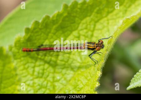 Grande damigella rossa, Pyrrhosoma nymphula. REGNO UNITO Foto Stock