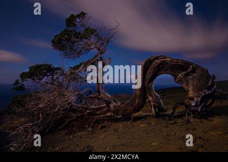 Una suggestiva scena notturna caratterizzata da un albero antico e storto sullo sfondo di stelle in un cielo notturno limpido, che mette in mostra la bellezza della forma naturale Foto Stock