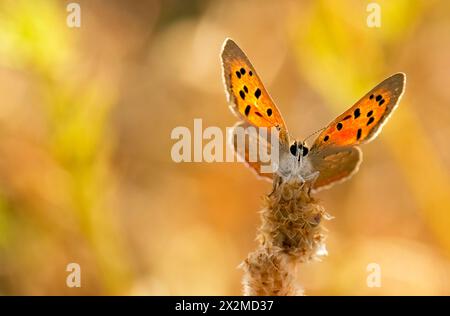 Una delicata farfalla di lycaena phlaeas arancia con ali maculate che si aprono sulla cima di uno stelo di pianta, adagiata su un morbido sfondo bokeh dorato in natura Foto Stock