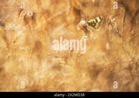 Una delicata farfalla pontia daplidice si trova in mezzo a un campo dorato, creando una serena scena naturale Foto Stock