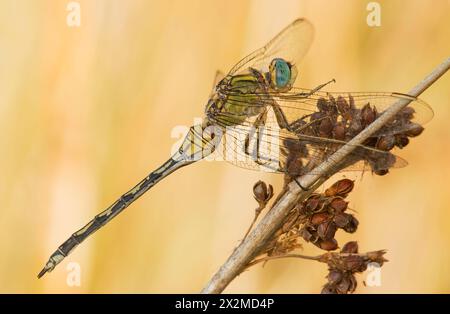 Una foto macro dettagliata che cattura i motivi intricati e i colori vivaci degli occhi e delle ali di una libellula mentre si appoggia delicatamente su una pianta. Foto Stock