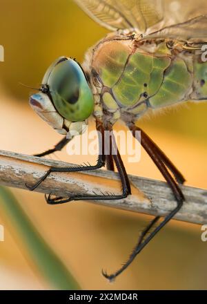 Una foto macro dettagliata che cattura gli occhi intricati e le ali di una libellula appoggiata su un ramoscello su uno sfondo sfocato. Foto Stock