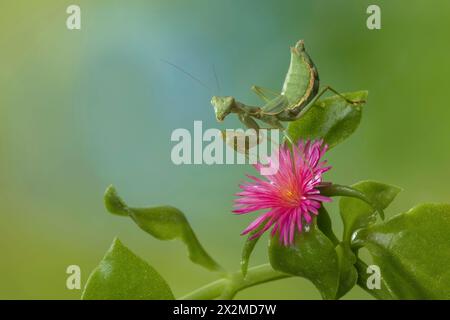 Una mantide pigmea femminile incastonata su un fiore rosa brillante con lussureggiante fogliame verde sullo sfondo mette in risalto il delicato equilibrio della natura. Foto Stock