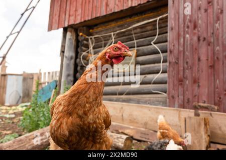 Una vista ravvicinata di una gallina con un pettine rosso vivace in primo piano, mentre altre galline e un gallo foraggiano intorno a un rustico capannone di legno con una me intemprata Foto Stock