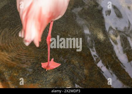 Uno scatto ravvicinato che cattura la delicata gamba rosa di un fenicottero mentre si trova in una limpida acqua increspata, fornendo un senso di calma e grazia Foto Stock