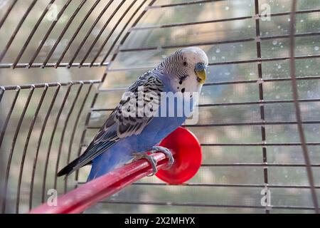 Pappagallo blu in gabbia al chiuso. Animale Foto Stock