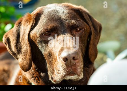 Brown Labrador Retriever con un volto sonnolento da vicino in un giardino con il sole splendente. Foto Stock