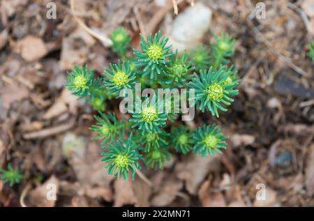 Euphorbia ciparissias, il cipresso sprona che cresce in primavera da vicino Foto Stock