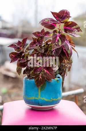 Coleus pianta in vaso fiore creativo come teiera contro paesaggio di montagna Foto Stock