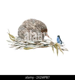 Graziosa echidna con farfalla su rami di alberi secchi. Illustrazione acquerello isolata su sfondo bianco. Animale australiano endemico disegnato a mano per le carte Foto Stock