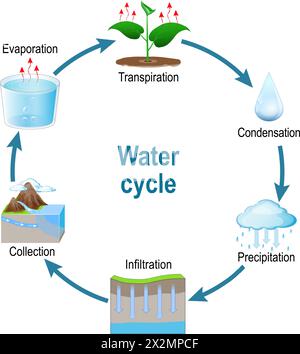 Ciclo dell'acqua. Rappresentazione schematica del ciclo dell'acqua in natura. Circolazione e condensa. il ciclo idrologico elabora visivamente per Illustrazione Vettoriale