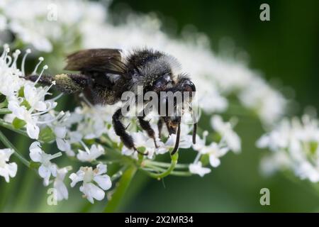 Graue Sandbiene, Düstere Sandbiene, Grauschwarze Düstersandbiene, Düstersandbiene, Düster-Sandbiene, Sandbiene, Weibchen, Andrena cineraria, Ashy mini Foto Stock