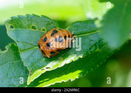 Asiatischer Marienkäfer, Harlekin, Vielfarbiger Marienkäfer, Harlekin-Marienkäfer, Puppe, Harmonia axyridis, Asian lady beetle, Harlequin lady beetle, Foto Stock