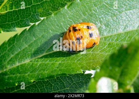 Asiatischer Marienkäfer, Harlekin, Vielfarbiger Marienkäfer, Harlekin-Marienkäfer, Puppe, Harmonia axyridis, Asian lady beetle, Harlequin lady beetle, Foto Stock