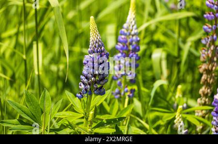 Die vielblättrige Lupinen sind meist Wildpflanzen. Der Konsum kann davon kann wegen eines Bitterstoffes zur Atemlähmung führen und tödlich enden. (SC Foto Stock