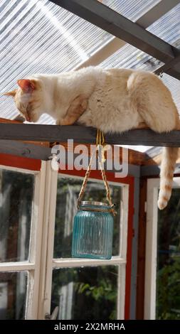 Un gatto siamese che si gode il sole su un piccolo fascio sotto un tetto trasparente. Foto Stock