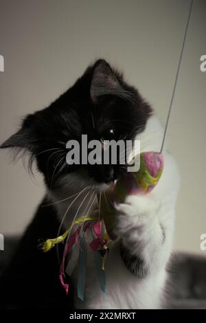 Ritratto gatto/gattino di 8 mesi con capelli lunghi/medi in studio che gioca con il giocattolo. Foto Stock