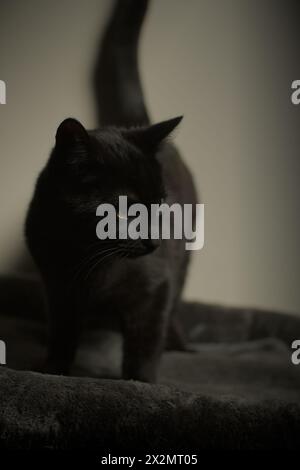 Avvisa il ritratto in studio di gatto/gattino nero dai capelli corti di 8 mesi, pronto a balzare guardando a destra, orientamento verticale. Occhi verdi. Foto Stock