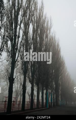 Vista panoramica della foresta con nebbia mattutina Foto Stock