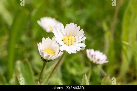 Rottweil, Germania. 23 aprile 2024. Daisies che fioriscono su un prato in un giardino. Crediti: Silas Stein/dpa/Alamy Live News Foto Stock