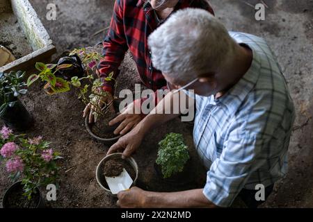 Coppia di anziani latinoamericani che lavora nel loro vivaio. Concetto di giardinaggio, pensionati, hobby e tempo libero. Foto Stock