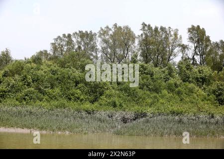 Khulna, Bangladesh - 13 aprile 2024: Il Sundorbons è la più grande foresta di mangrovie del mondo. Sito patrimonio dell'umanità dell'UNESCO e riserva naturale A. Foto Stock