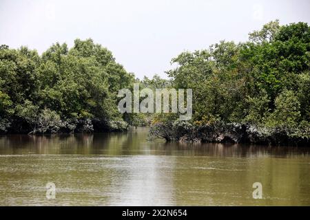 Khulna, Bangladesh - 13 aprile 2024: Il Sundorbons è la più grande foresta di mangrovie del mondo. Sito patrimonio dell'umanità dell'UNESCO e riserva naturale A. Foto Stock