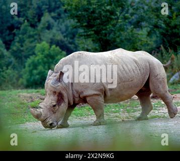 Breitmaulnashorn, auch Weisses Nashorn Ceratotherium simum, auf Nahrungssuche in der afrikanischen Savanne Weisses Nashorn *** rinoceronte bianco Ceratotherium simum, foraggio nel rinoceronte bianco della savana africana Foto Stock