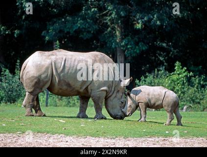 Breitmaulnashorn-Mutter auch Weisses Nashorn, Ceratotherium simum, umsorgt ihr kleines Kalb Weisses Nashorn *** madre di rinoceronte bianco, Ceratotherium simum, che si prende cura del suo piccolo vitello di rinoceronte bianco Foto Stock