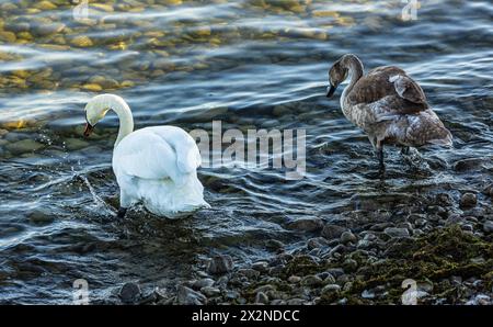 Ein Höckerschwan ist mit seinem Nachwuchs auf Futtersuche am Ufer des Bodensees. (Friedrichshafen, Deutschland, 21.08.2022) Foto Stock