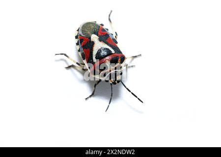 Un bug di cavolo nero e rosso, Eurydema ornata eurydema ornata, Shieldbug ornato, isolato su sfondo bianco, foto studio, vista dall'alto Foto Stock