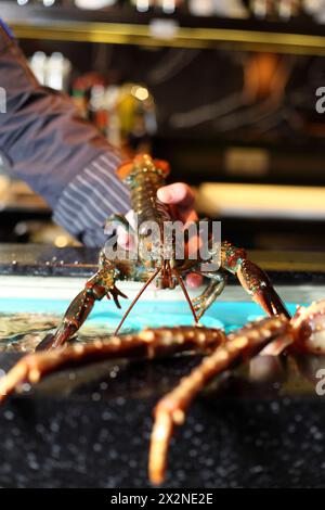 cancro marino vivo nel ristoratore. telaio verticale Foto Stock