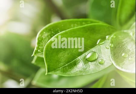 Foto macro a foglie verdi con grandi e belle gocce di acqua piovana trasparente o rugiada con raggi solari o riflessi. Bella consistenza delle foglie in natura. Ba naturale Foto Stock