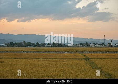 Campi d'oro a chiang rai, nel nord della Thailandia Foto Stock